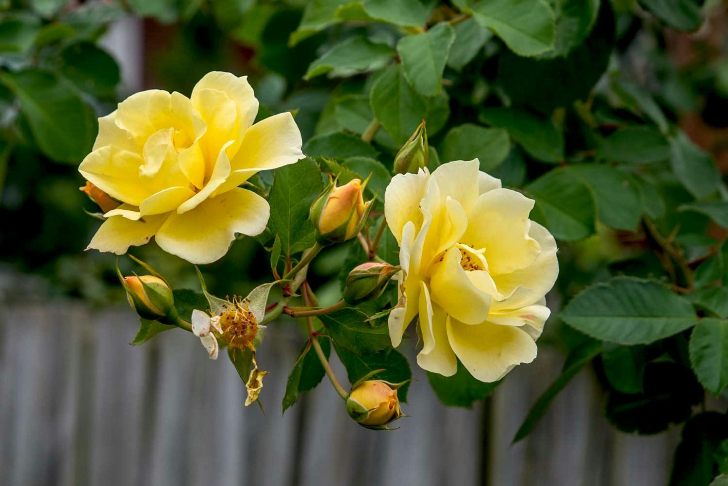10 roses colorées que vous pouvez cultiver