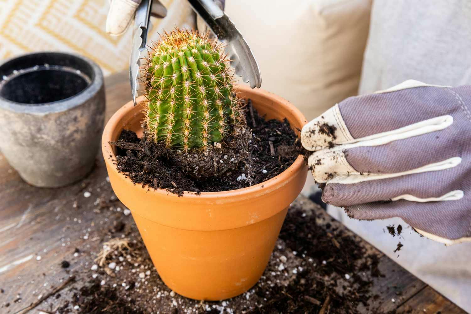 Comment transplanter un cactus en toute sécurité
