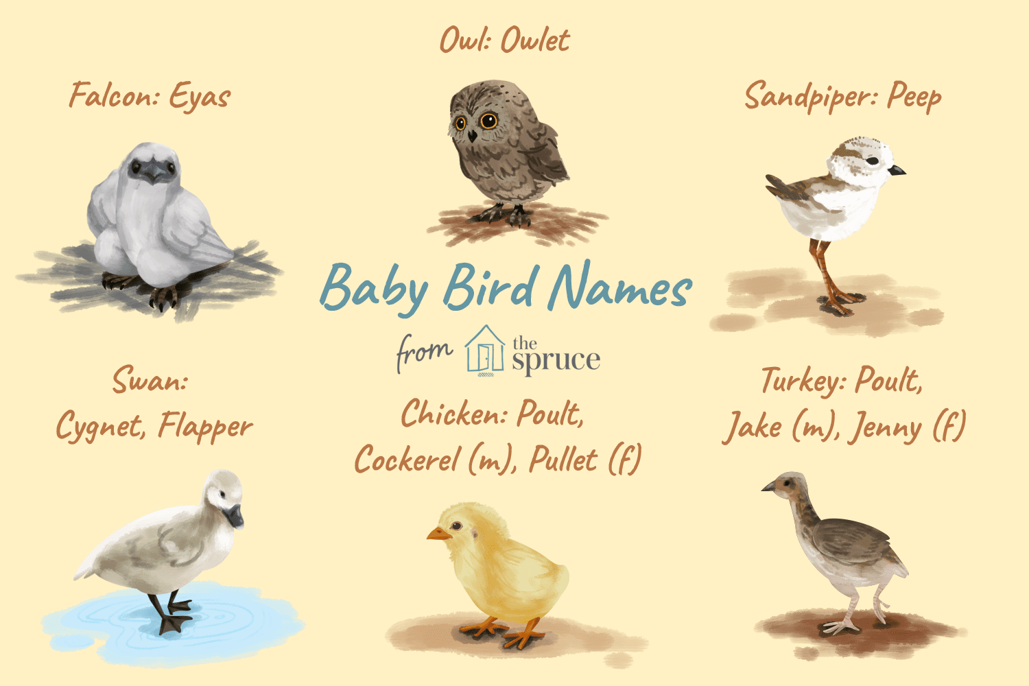 Nommer les bébés oiseaux par taille et espèce