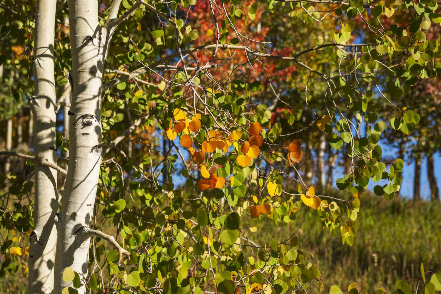 Les feuilles commencent à changer sur les arbres Quaking Aspen dans le Colorado.