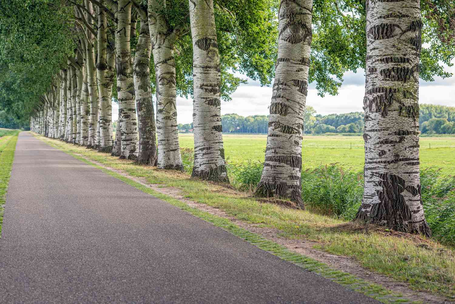 Ligne apparemment interminable de peupliers gris bordant la route aux Pays-Bas