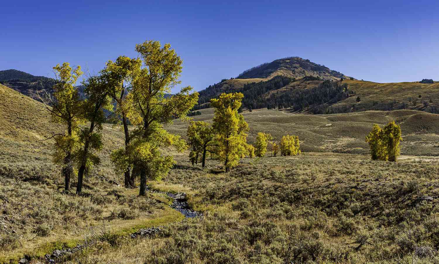 Populus angustifolia dans le parc national de Yellowstone
