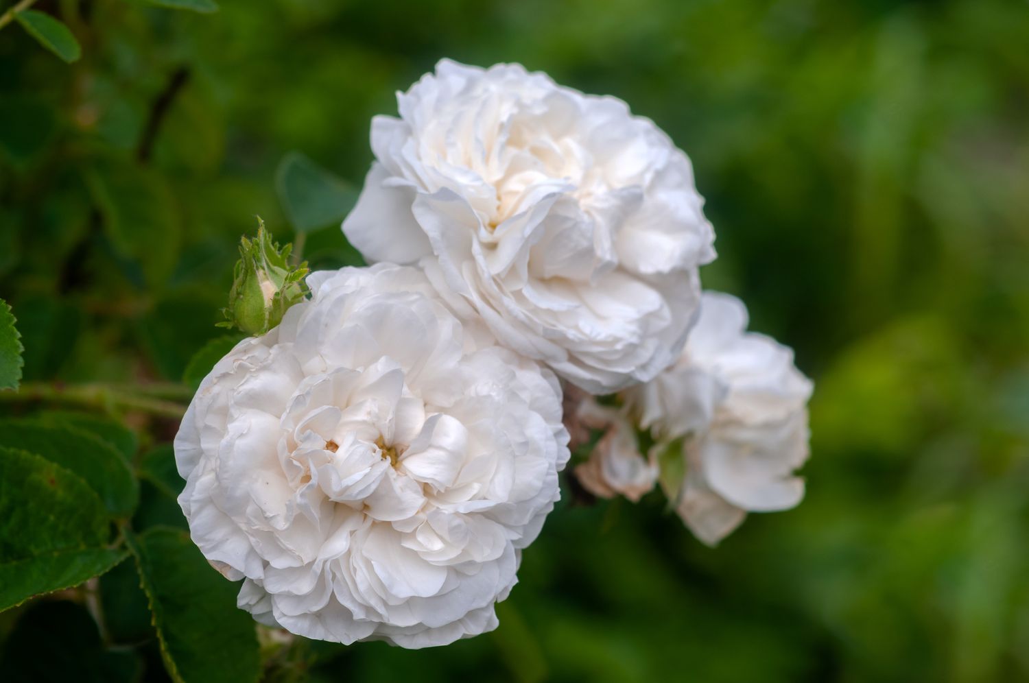 Gros plan de roses de couleur blanche