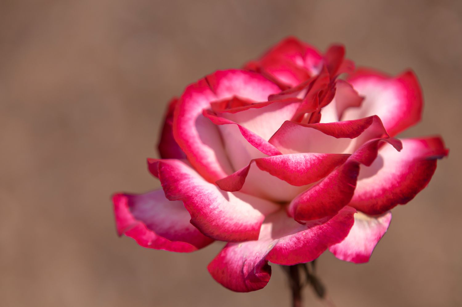 Gros plan rose bicolore rose et blanc