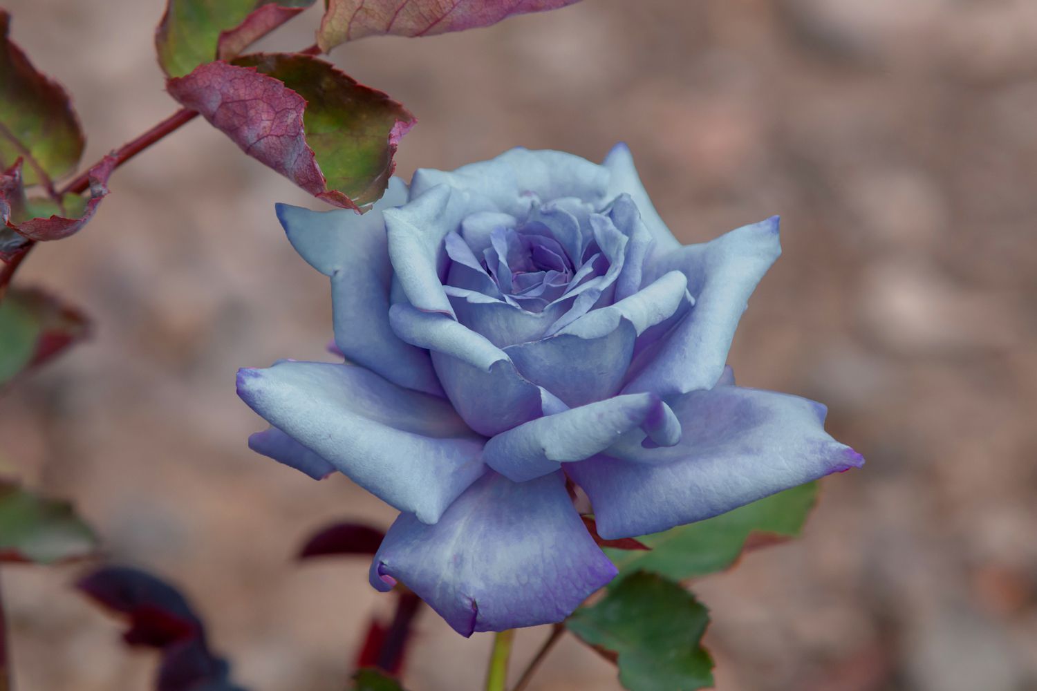 Gros plan rose de couleur bleue