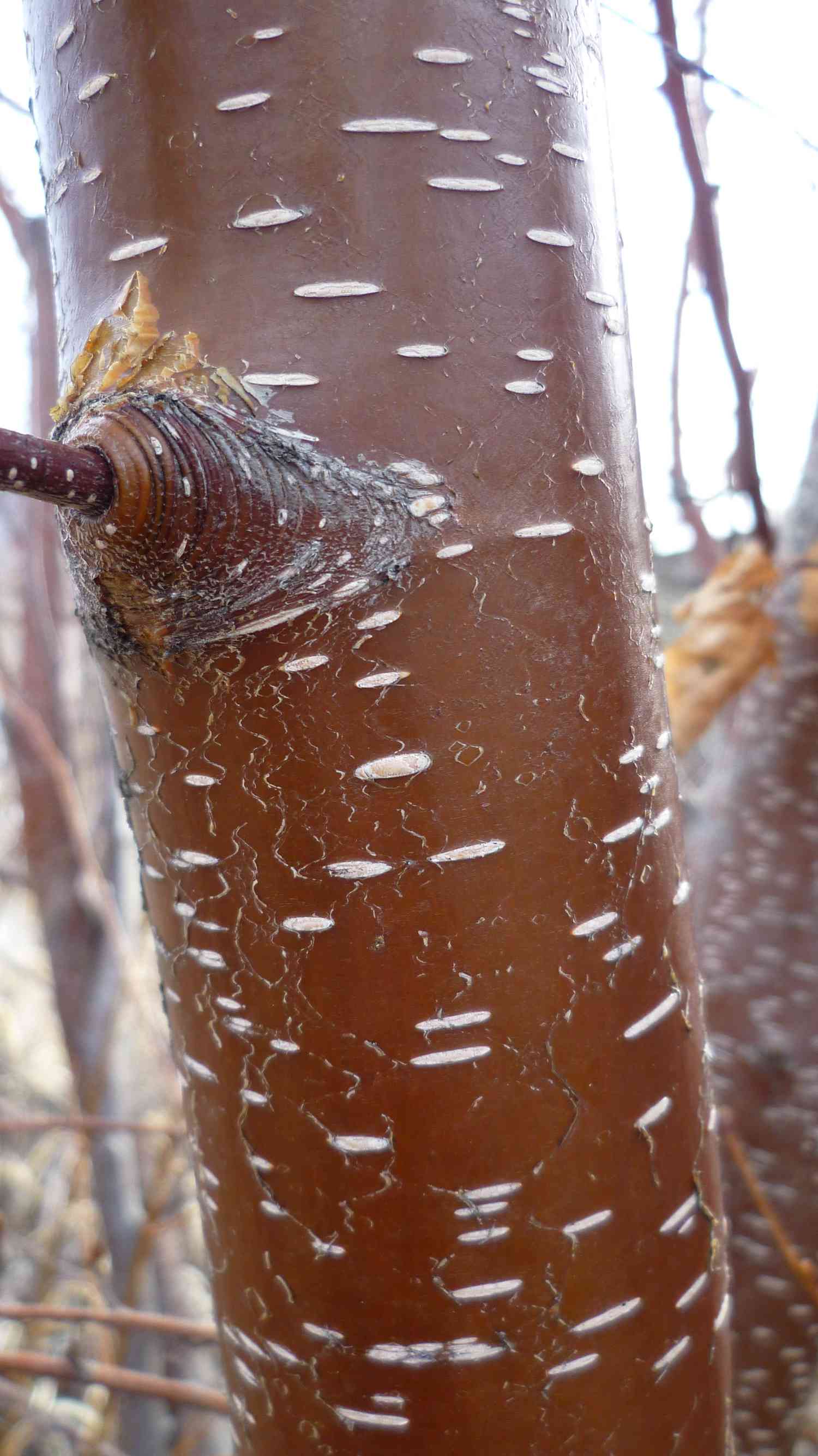 Betula occidentalis - bouleau d'eau