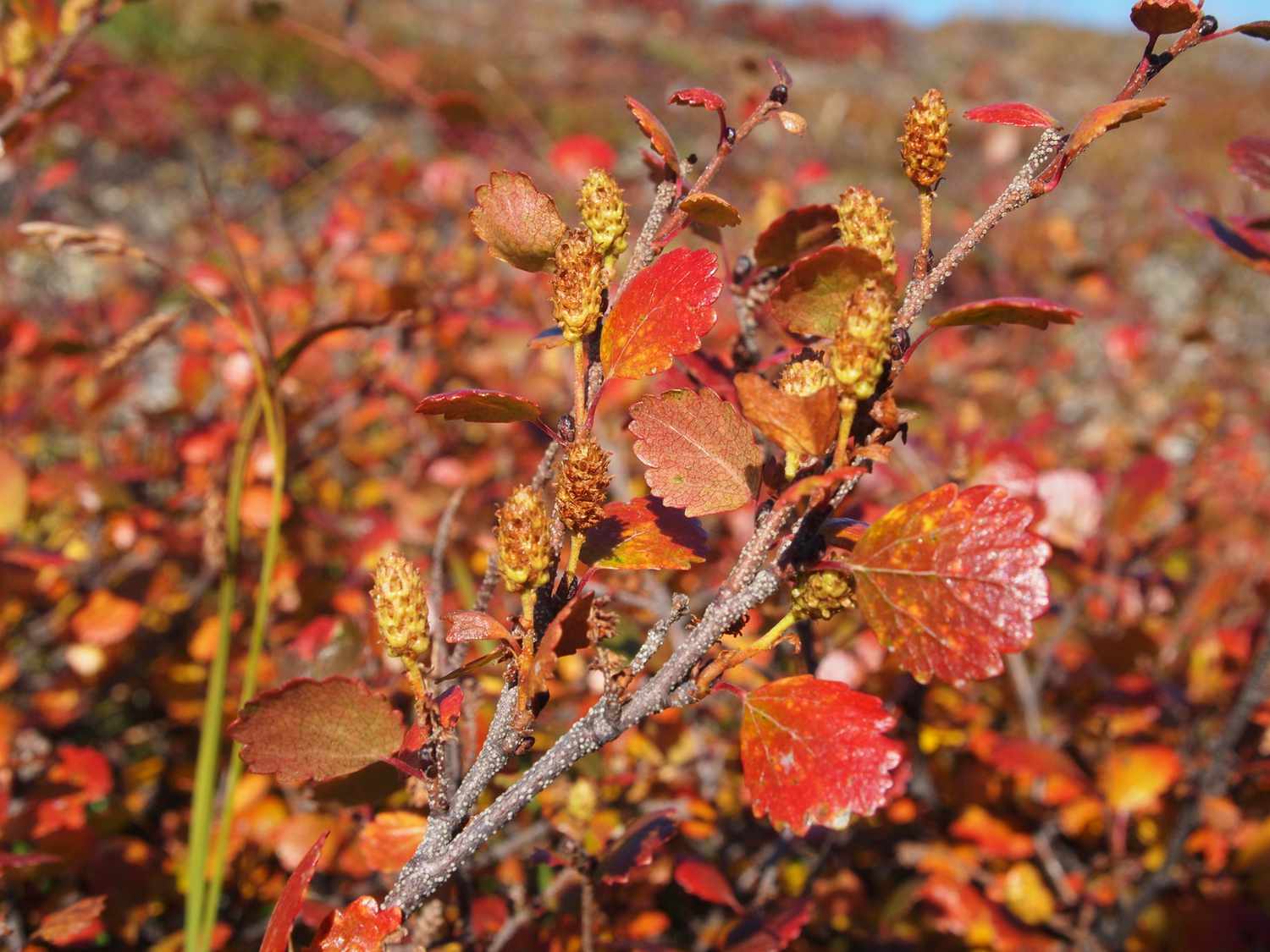 Bouleau des tourbières en automne