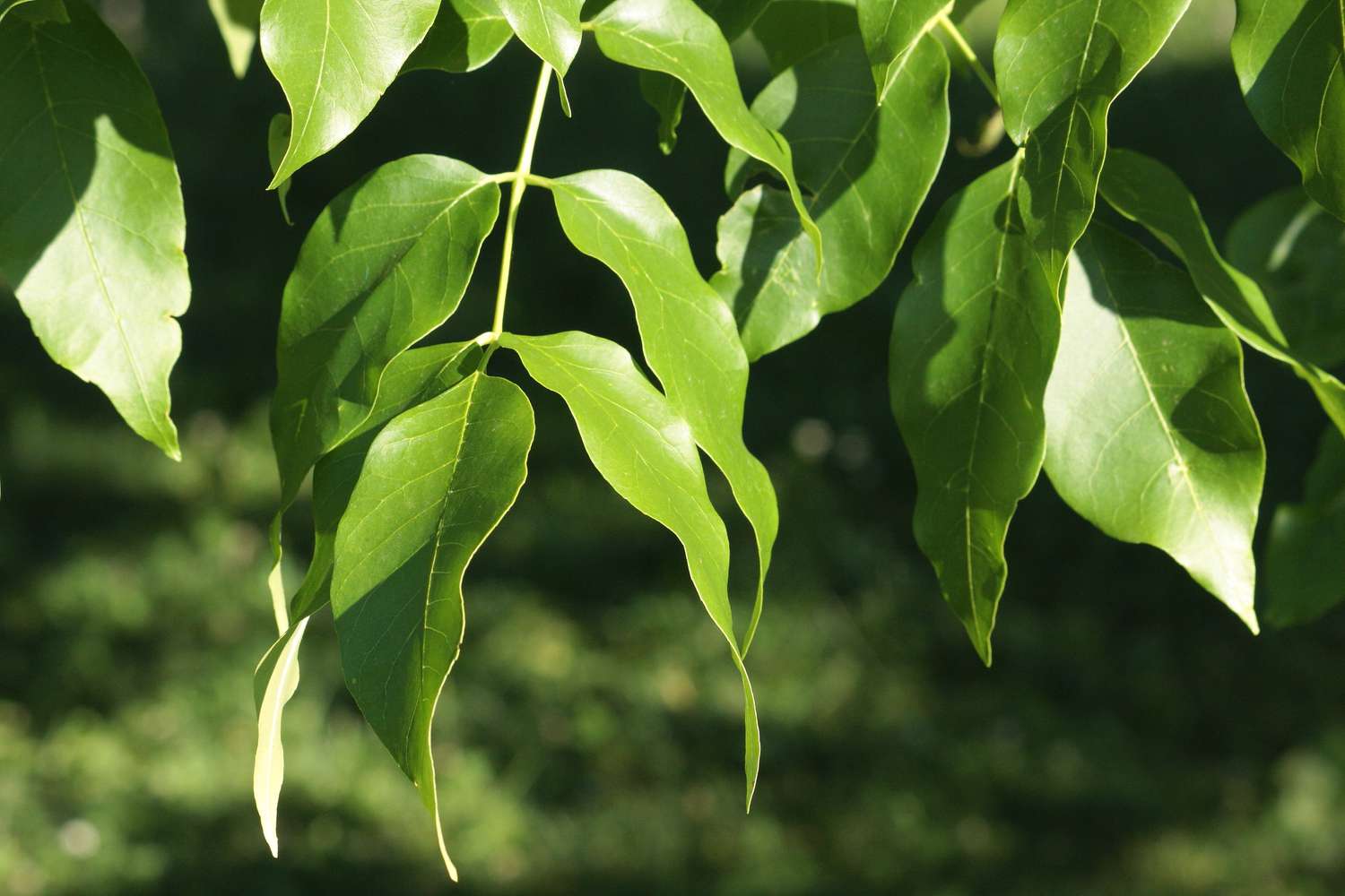 Feuilles de frêne citrouille Fraxinus profunda