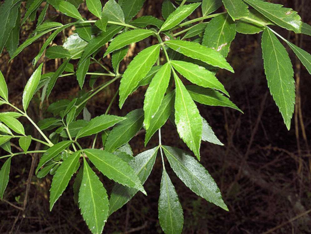 Frêne de Caroline (Fraxinus caroliana)