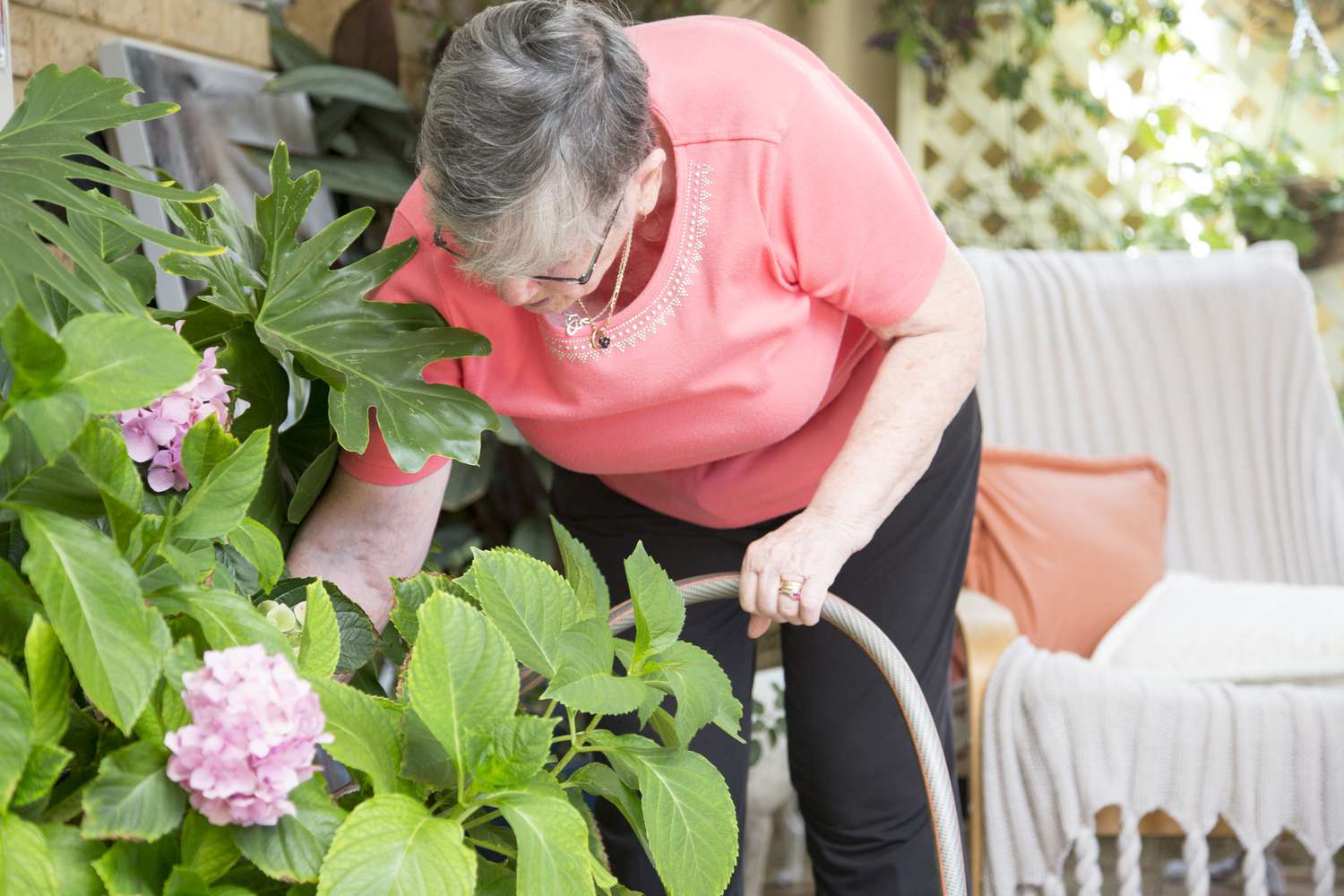 Arroser l'hortensia avec un tuyau