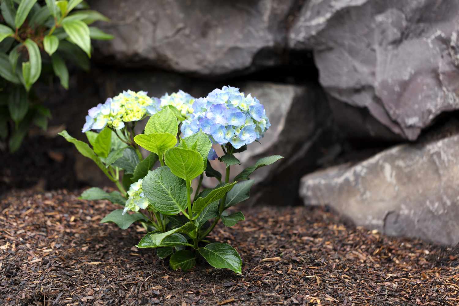 Hortensia paillé