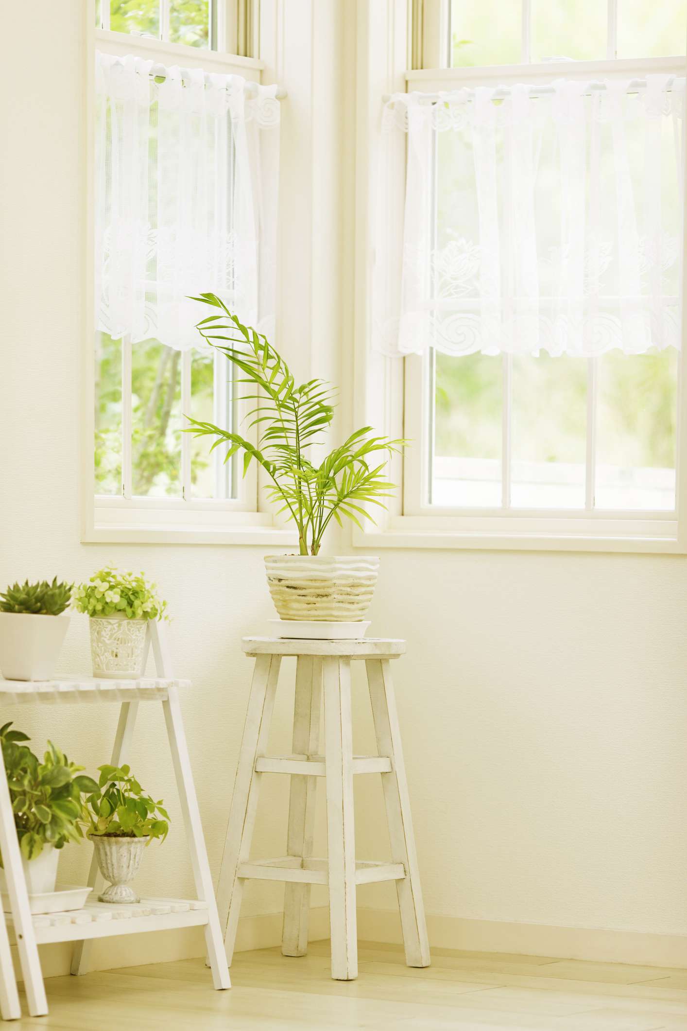 Fenêtre avec des tiges de tension tenant des rideaux de dentelle blanche et des plantes sur des supports blancs devant les fenêtres