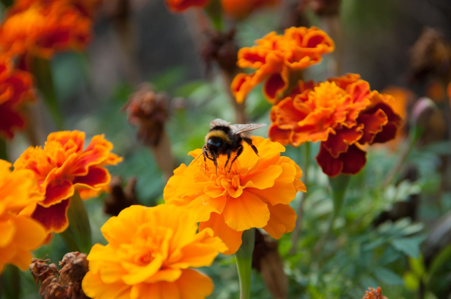 Comment bien planter des graines de souci pour le printemps