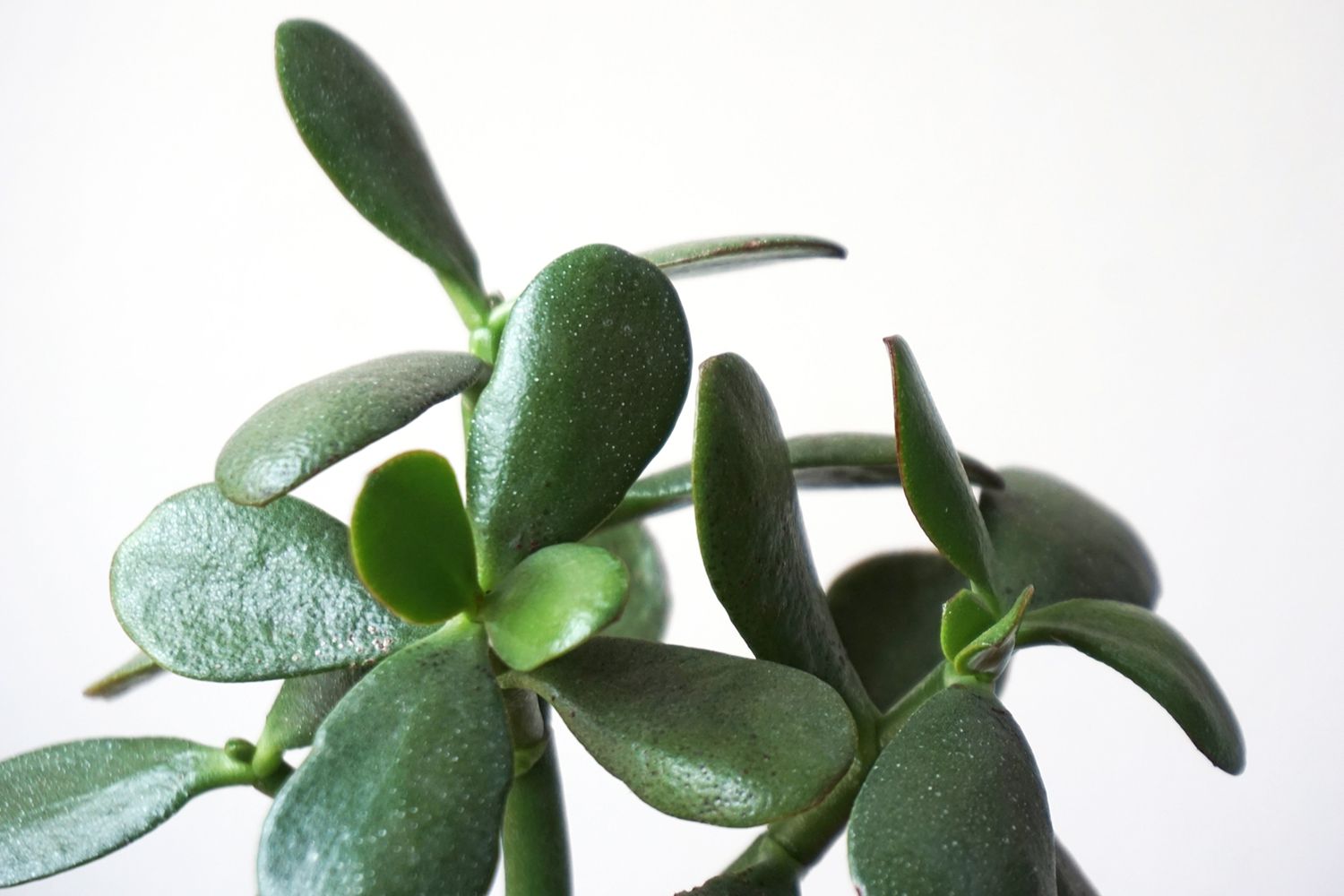 Comment cultiver et entretenir les plantes Crassula