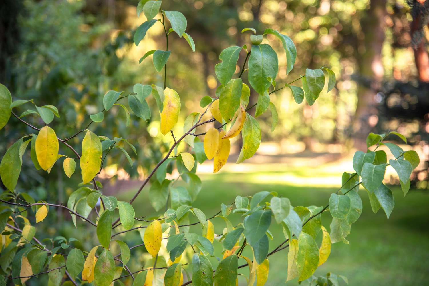 Arbuste Spicebush aux feuilles vertes et jaunes