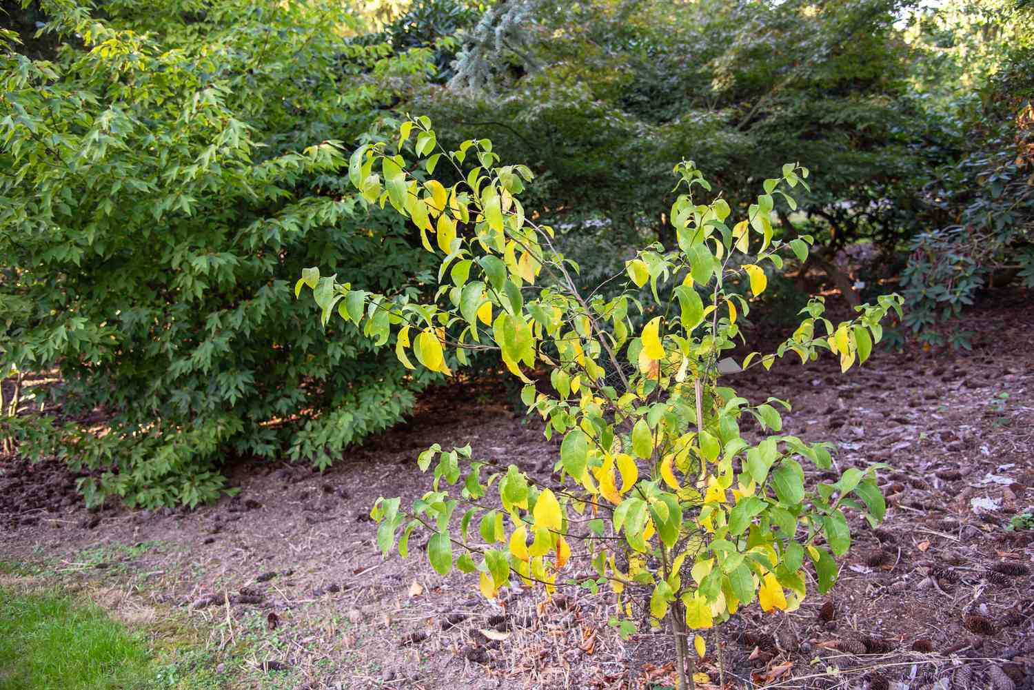 Arbuste Spicebush avec des feuilles jaunes et vertes en zone boisée