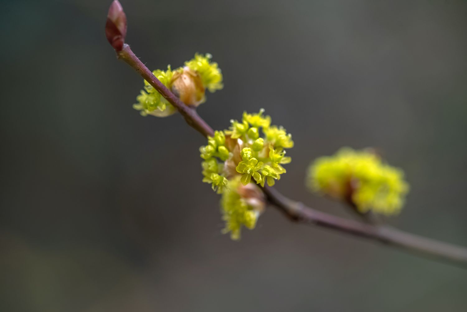 Branche d'arbuste Spicebush avec de petites grappes de fleurs jaune-vert libre