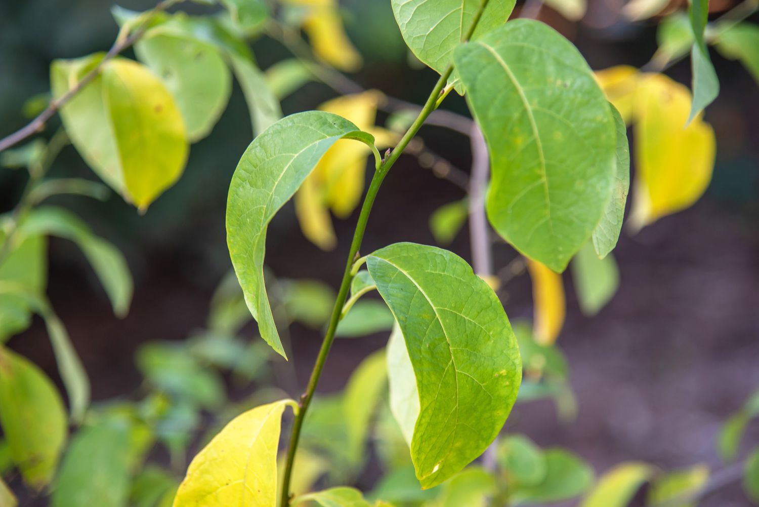 Branche d'arbuste Spicebush avec des feuilles vert clair libre