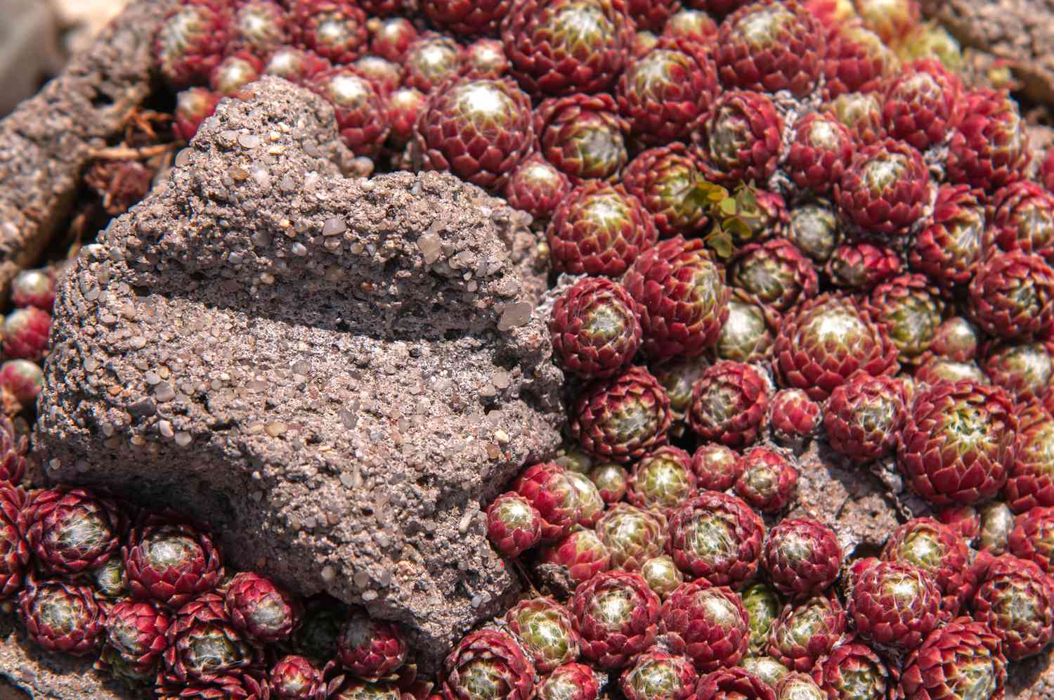 Poules et poussins bourgeons succulents avec des feuilles rouges entourant la roche