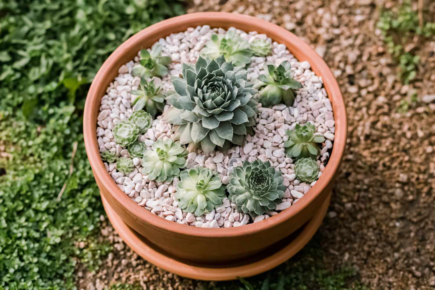 poules et poussins succulentes dans un récipient