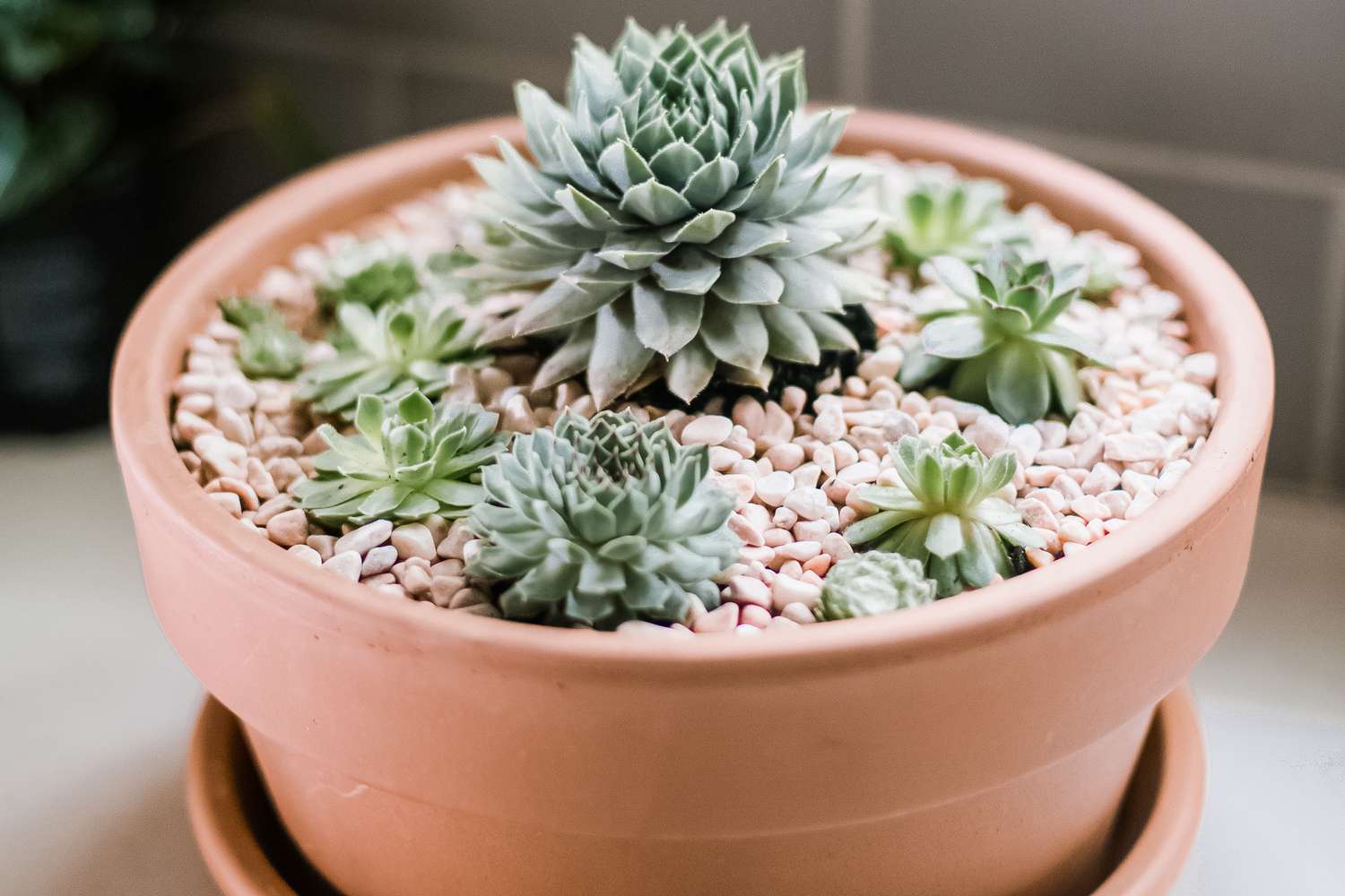 poules et poussins succulentes poussant à l'intérieur dans un récipient