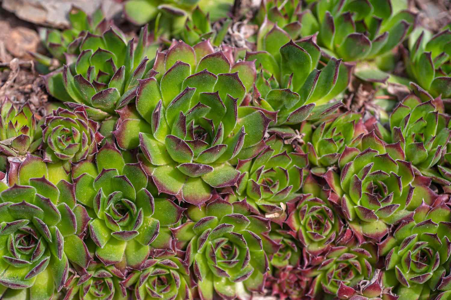 Poules et poussins succulents avec des feuilles vertes et des pointes roses regroupées