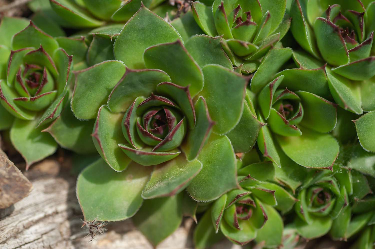 Poules et poussins succulents avec gros plan de feuilles vertes