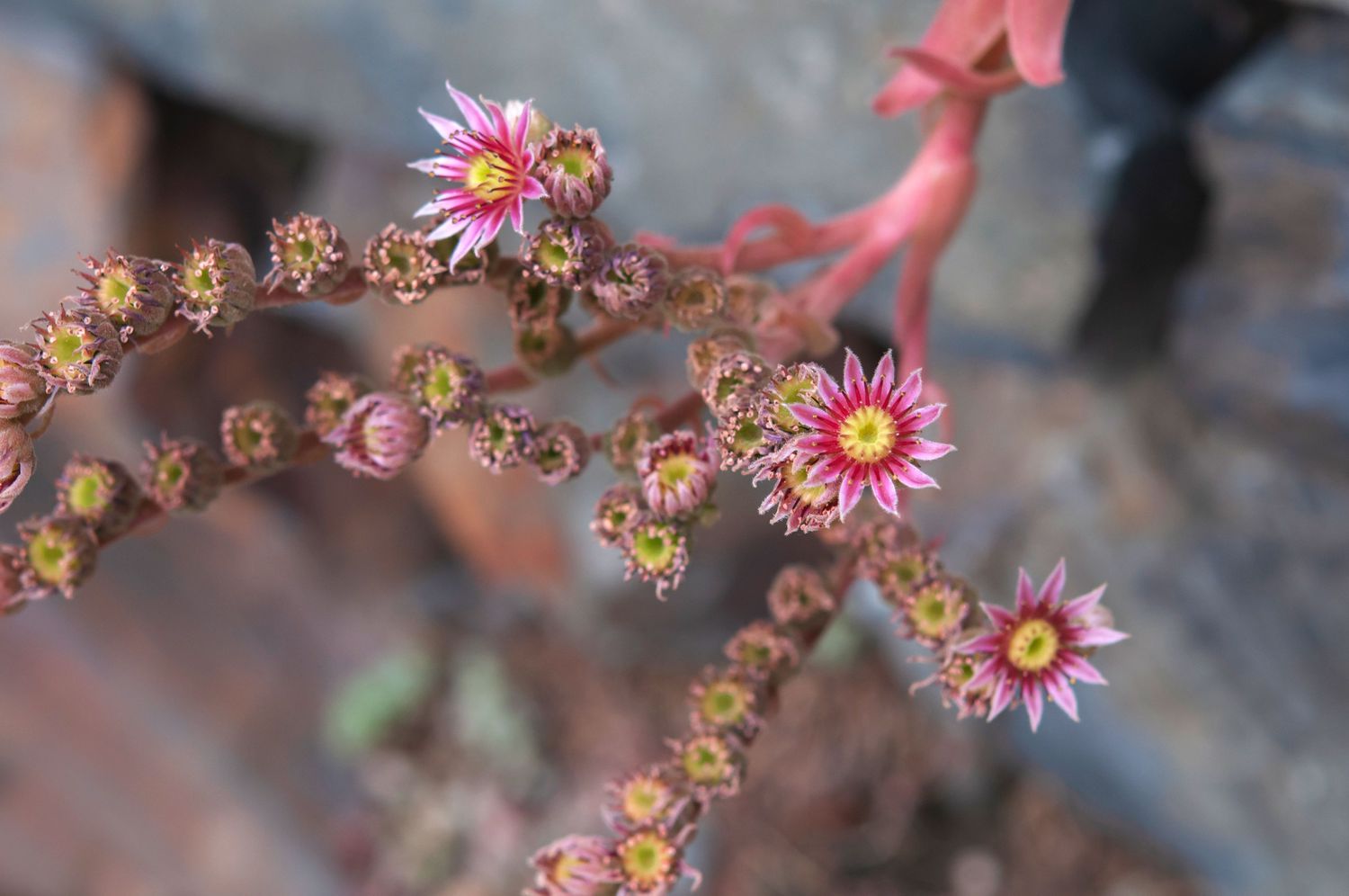 Poules et poussins tige florale succulente avec gros plan de petites fleurs roses