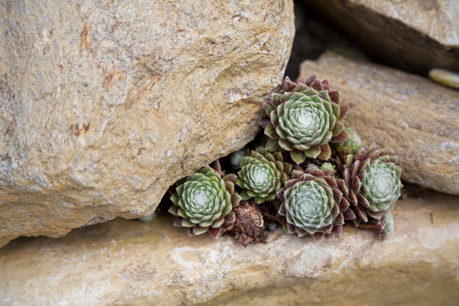 Sempervivum arachnoideum (Joubarbe), Usine de poules et poussins