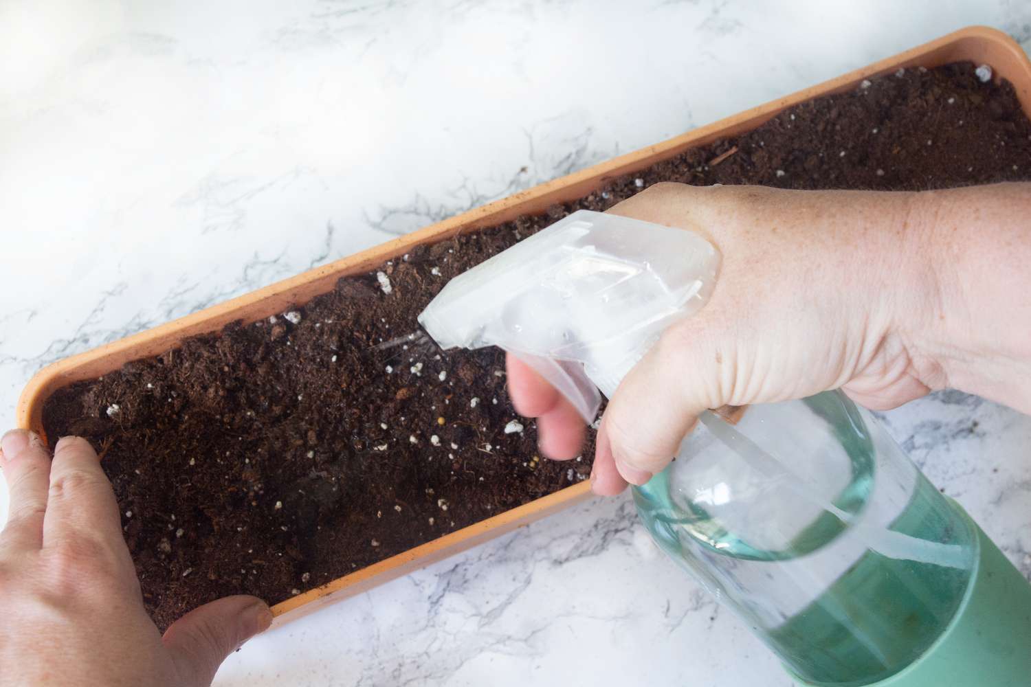 Flacon pulvérisateur ajoutant de l'eau aux graines de microgreen couvertes