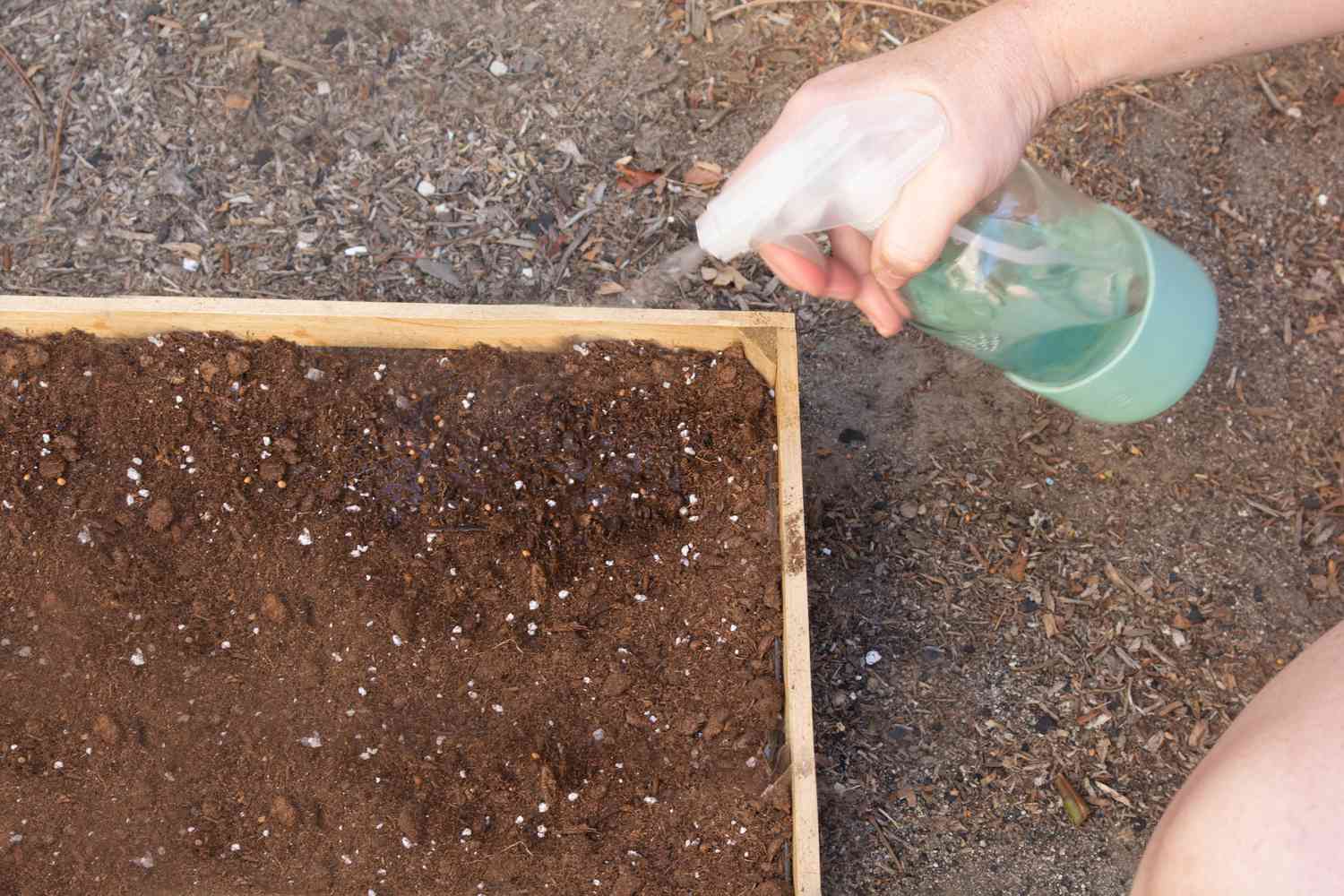 Flacon pulvérisateur humidifiant le sol avec de l'eau sur les graines de microgreen plantées
