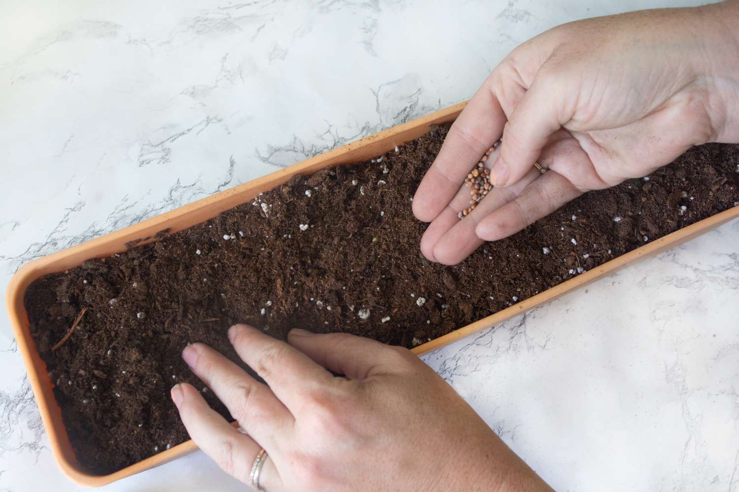 Graines de microvert ajoutées au terreau dans un long récipient de jardinage