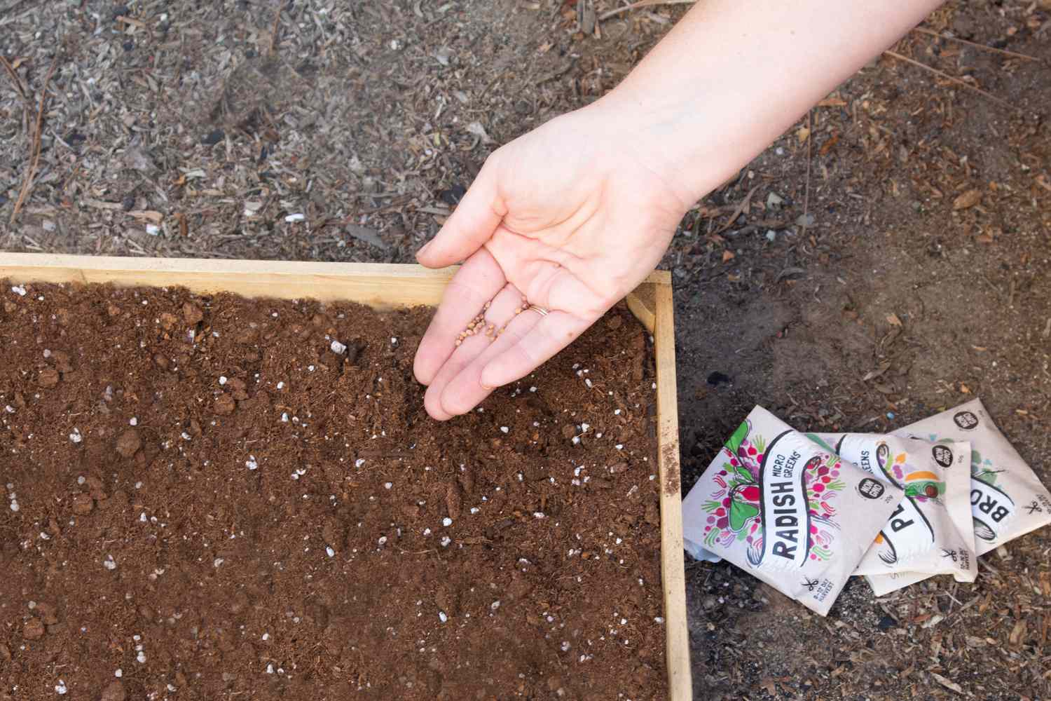 Graines de plantes microvertes éparpillées dans un lit de jardin surélevé