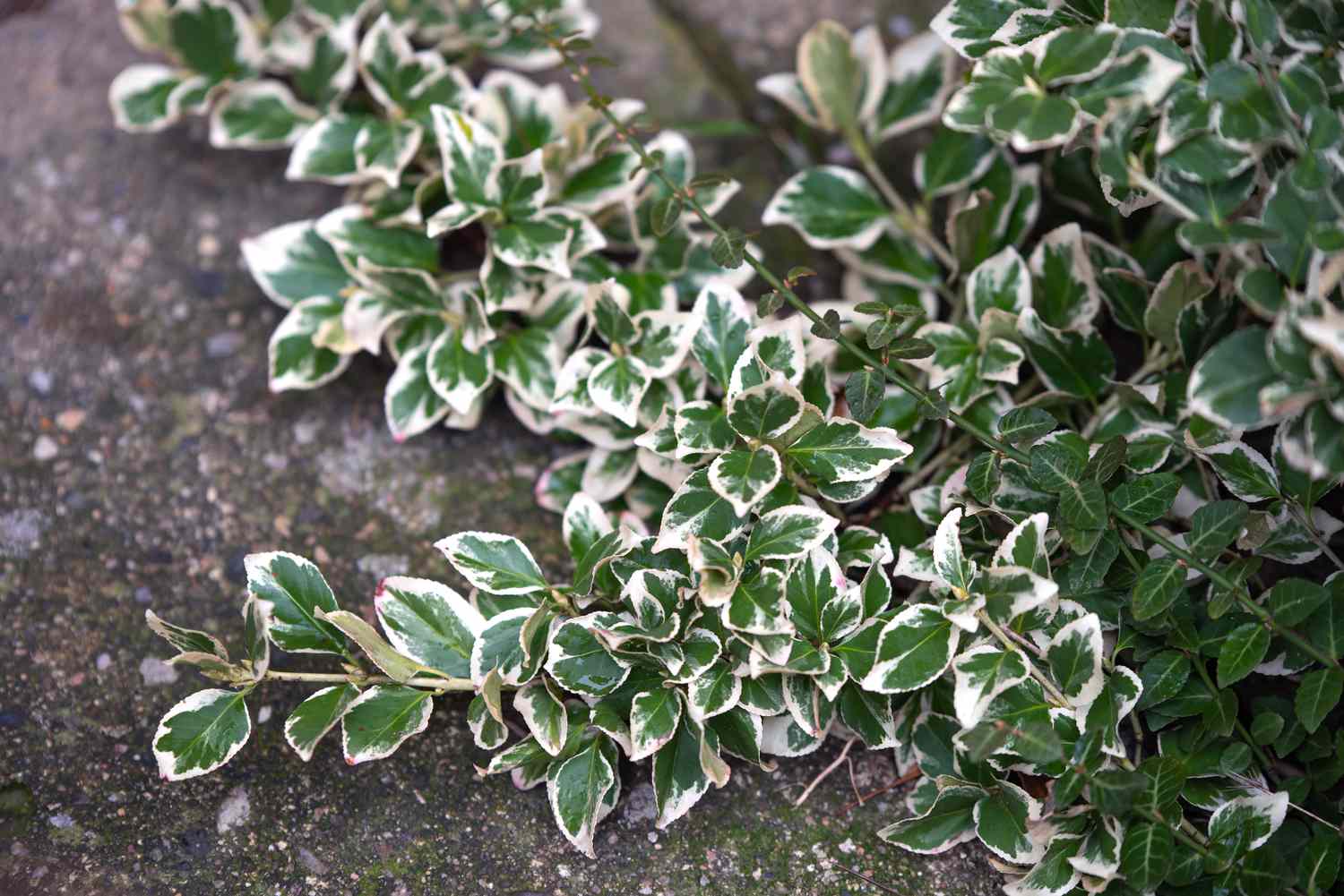 Branche d'arbuste 'Emerald Gaiety' avec des feuilles blanches et vertes sur le sol