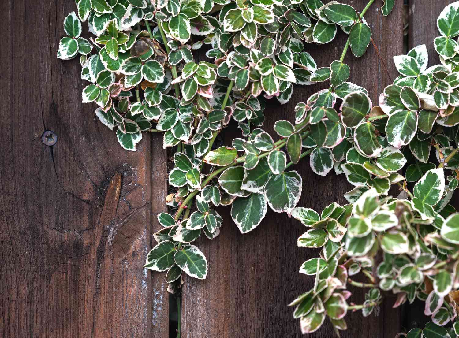 Branches d'arbustes 'Emerald Gaiety' le long d'un mur en bois avec des feuilles blanches et vertes