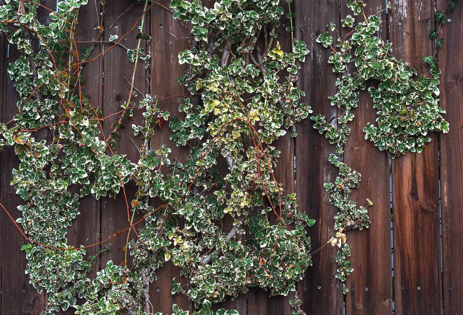 'Emerald Gaiety' arbuste vignes et branches sur clôture en bois