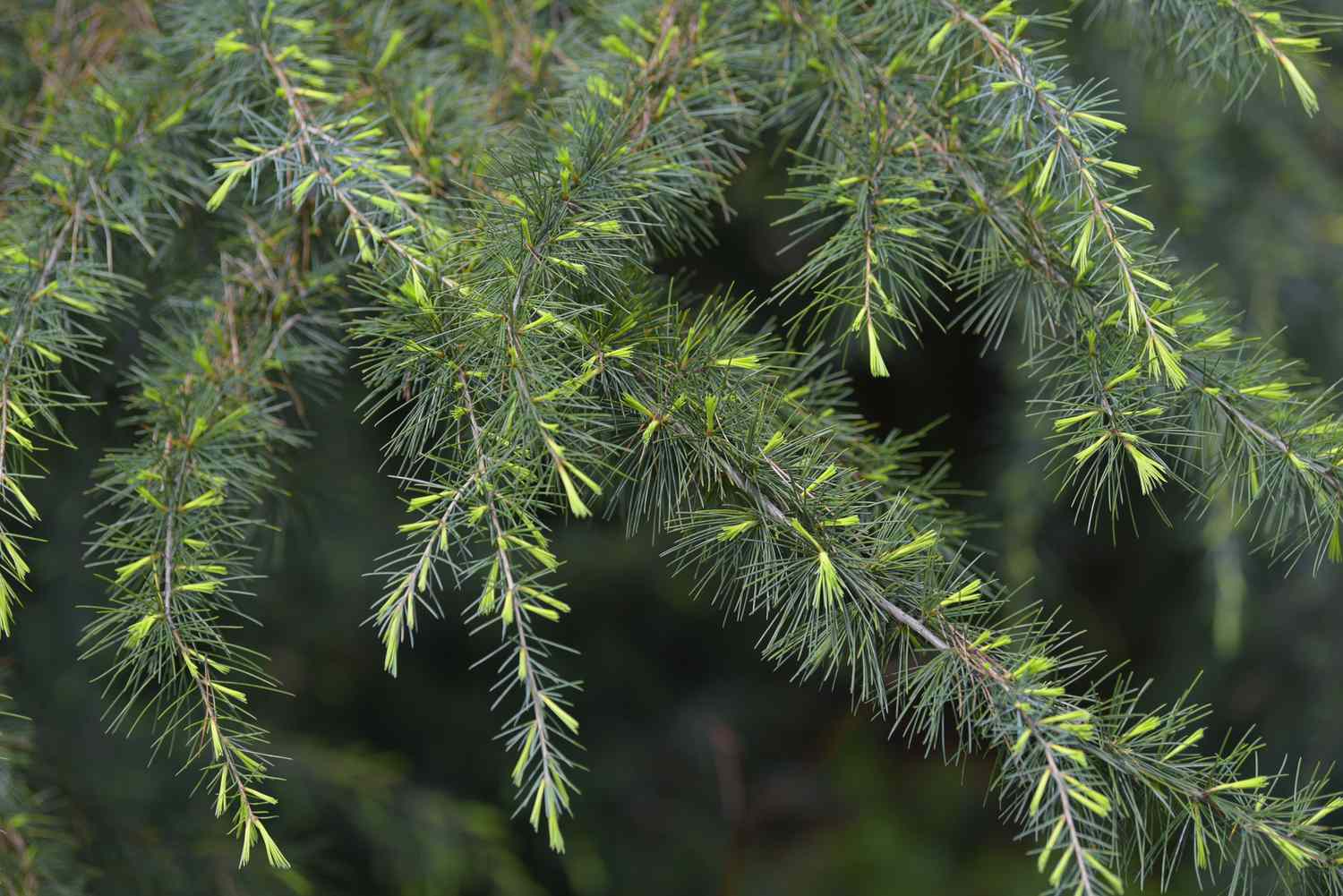 Branche de cèdre Deodar avec des aiguilles courtes et des pousses vert vif