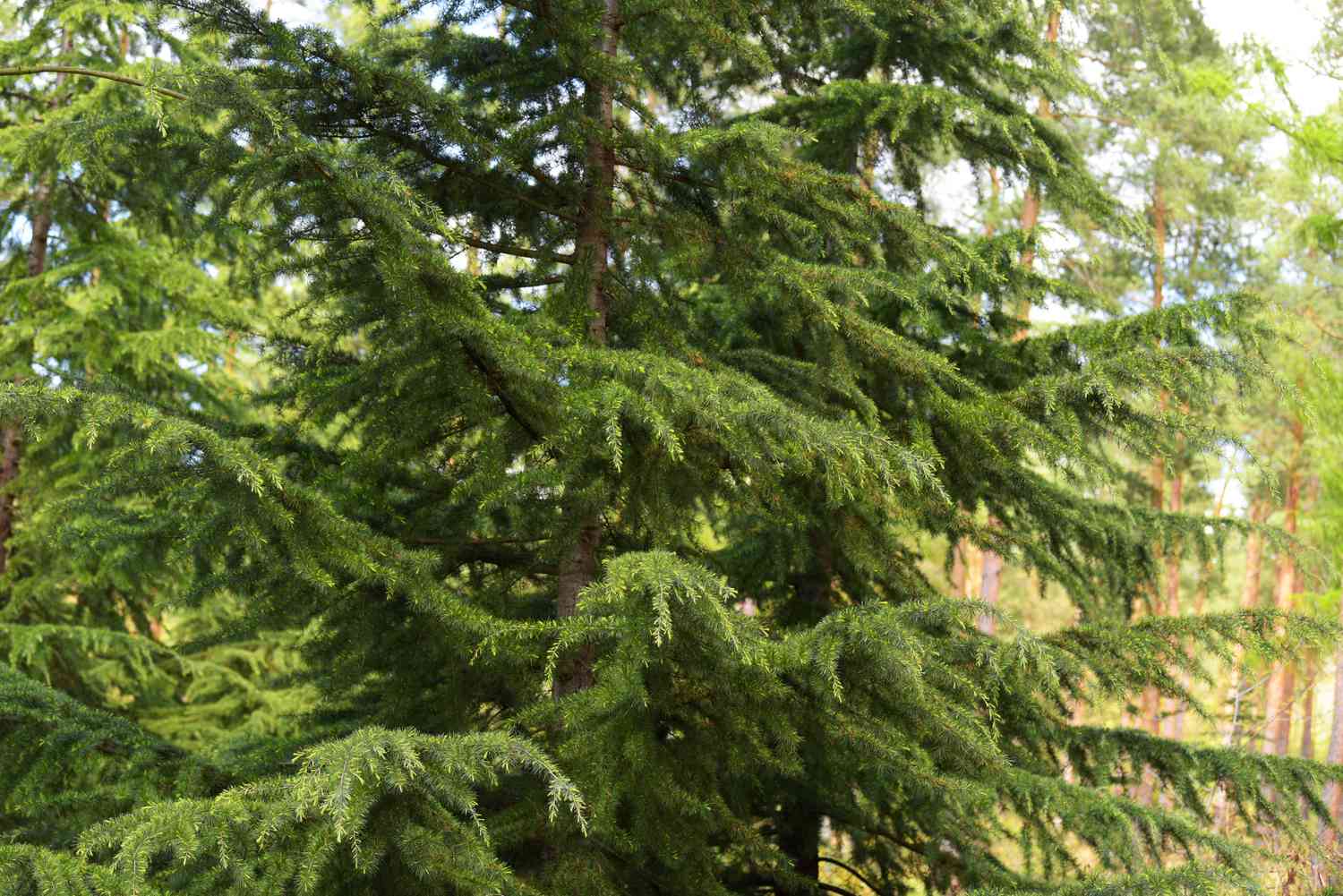 Cyprès deodar avec branches pleureuses et longues pousses d'aiguilles