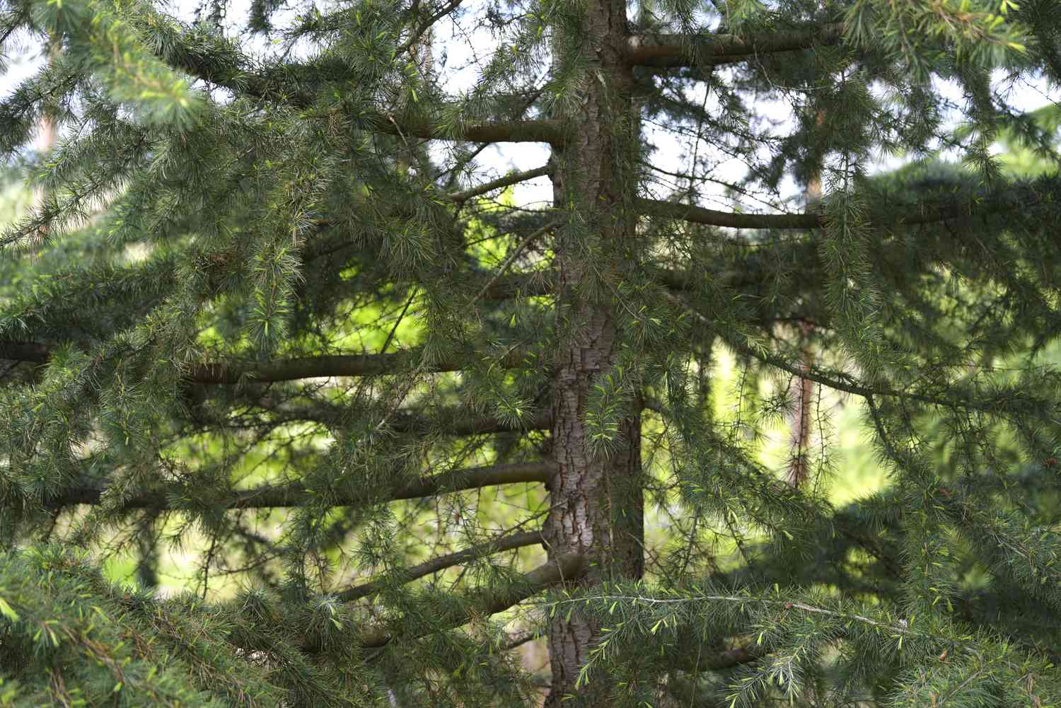 Tronc de cèdre Deodar avec des branches allongées et de petites feuilles en forme d'aiguilles