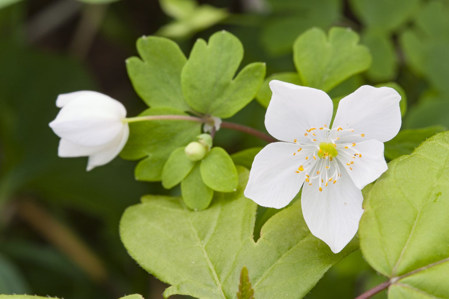 Gros plan sur les fleurs blanches de la rue Anemone