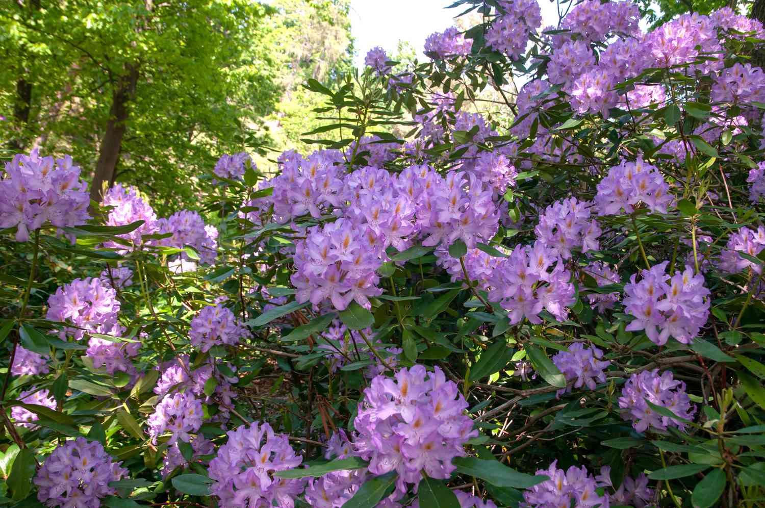 catawba rhododendons