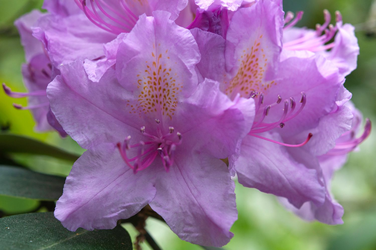 gros plan de rhododendrons catawba