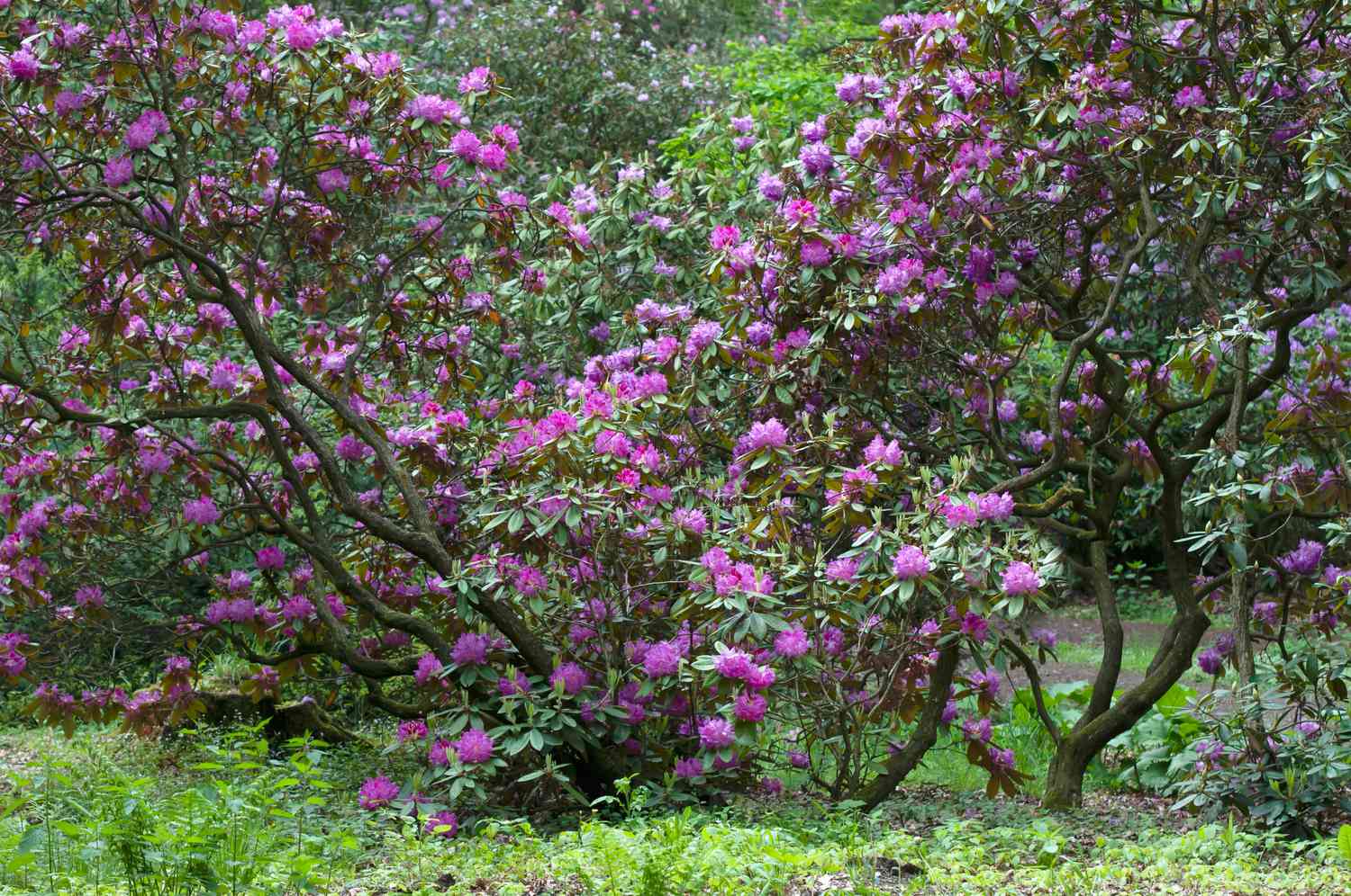 rhododendrons catawba