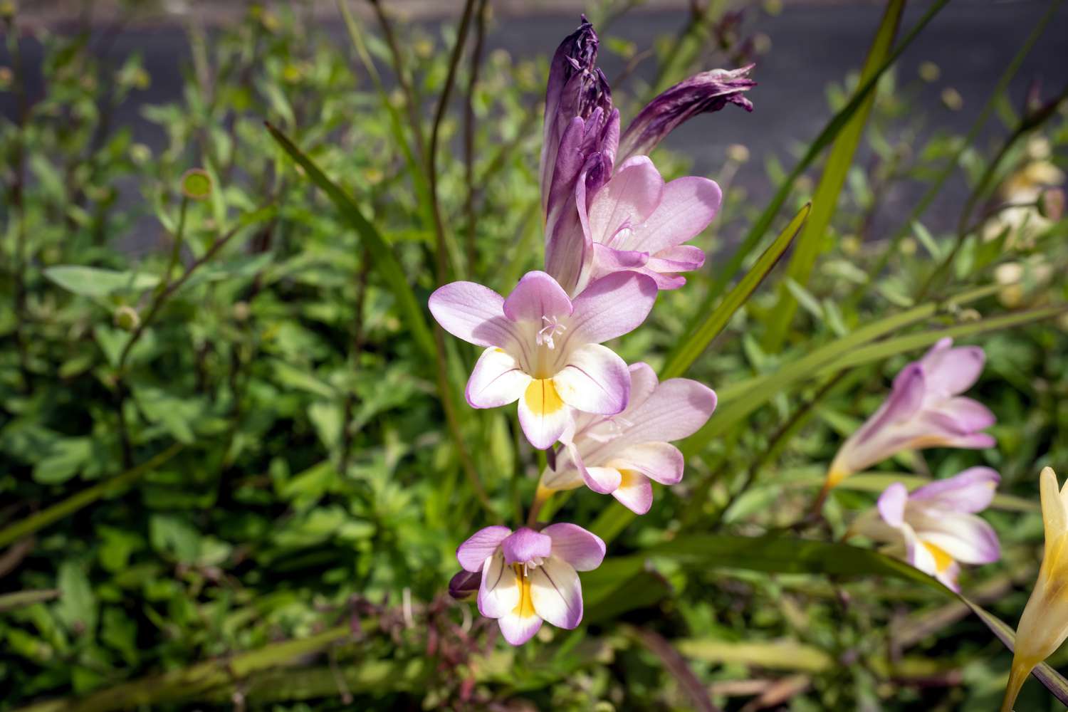 Bulbes de freesia à fleurs rose-violet clair et blanches sur de fines tiges à la lumière étourdissante