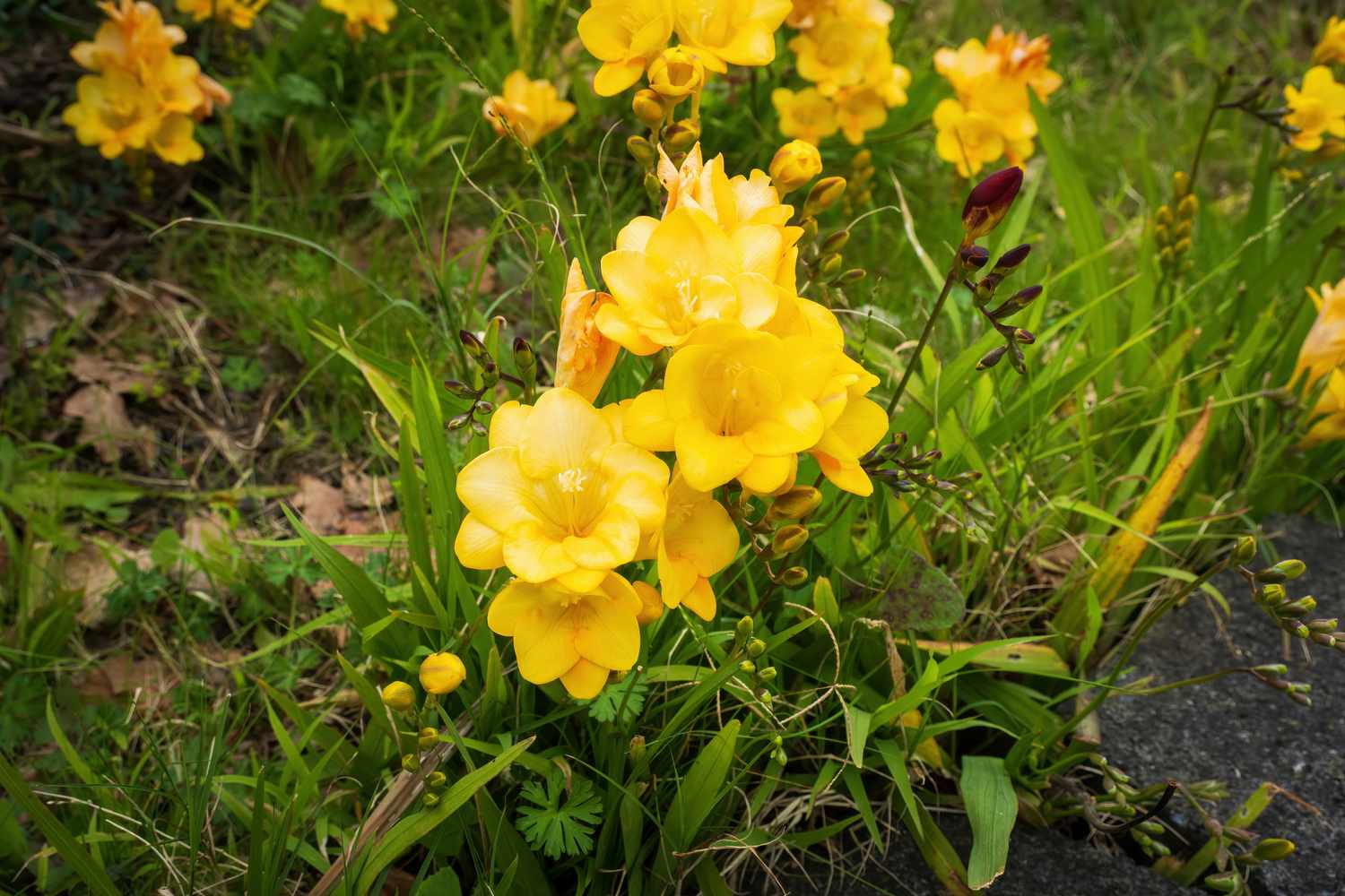 Bulbes de freesia à fleurs tubulaires jaunes regroupées et entourées d'herbe