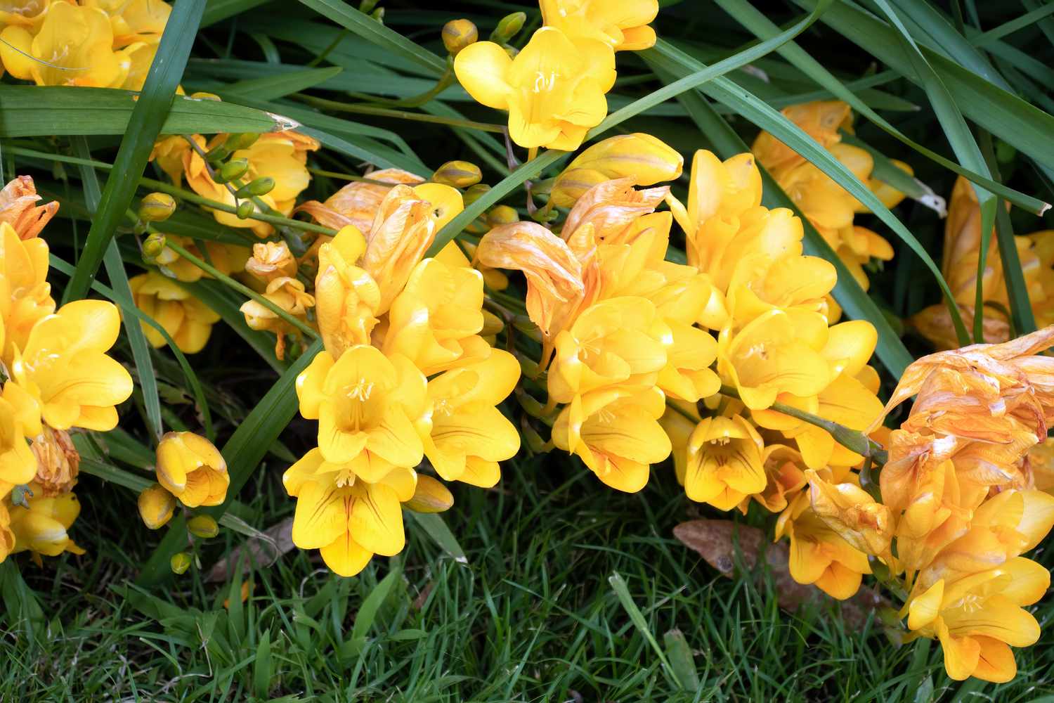 Bulbes de freesia avec des fleurs tubulaires jaunes et orange suspendues sous de longues lames de feuilles