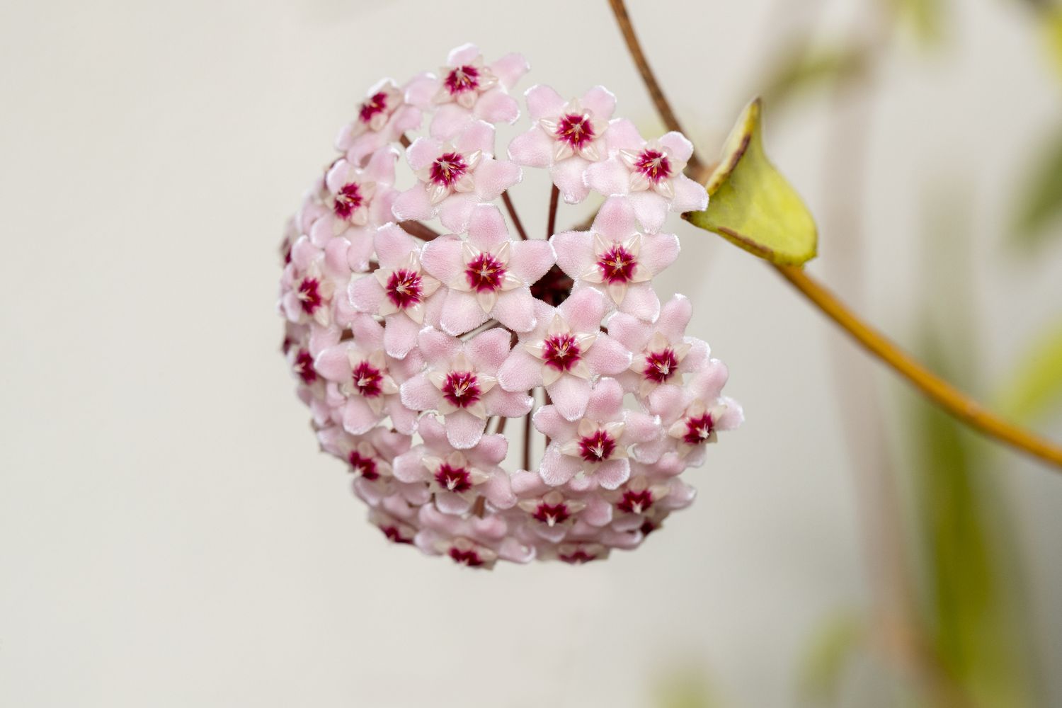 Hoya kerrii fleur qui est rose clair et foncé suspendu à une fine vigne sur un fond blanc.