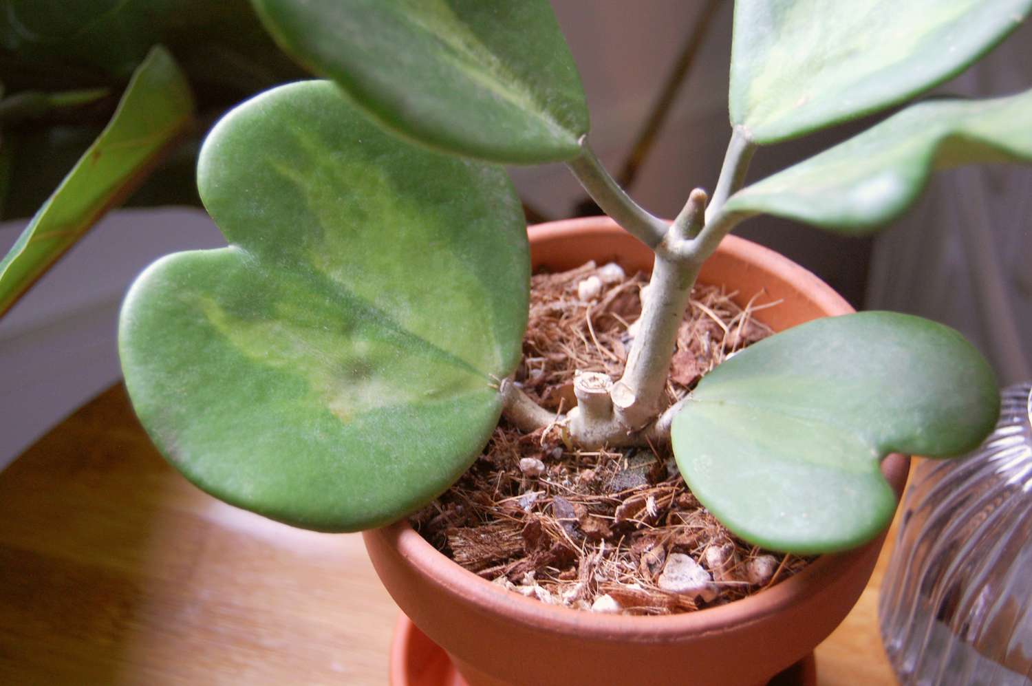 Hoya kerrii plante avec des feuilles panachées en forme de coeur dans un pot en argile avec du paillis de paille