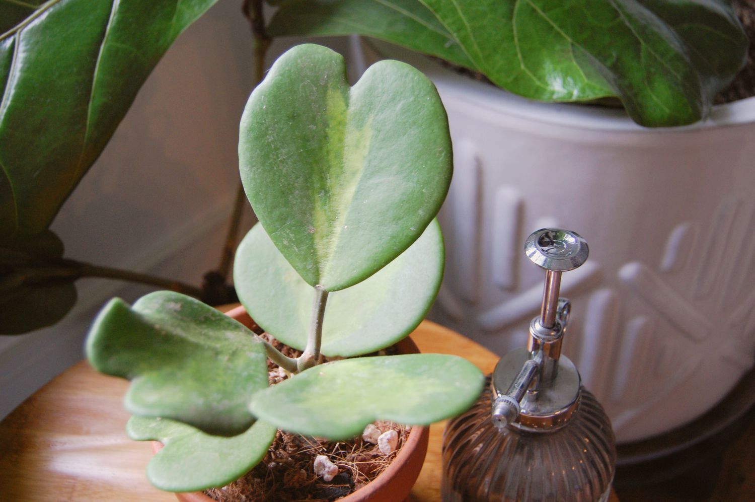 Plante Hoya kerrii avec des feuilles panachées en forme de coeur près du brumisateur de verre