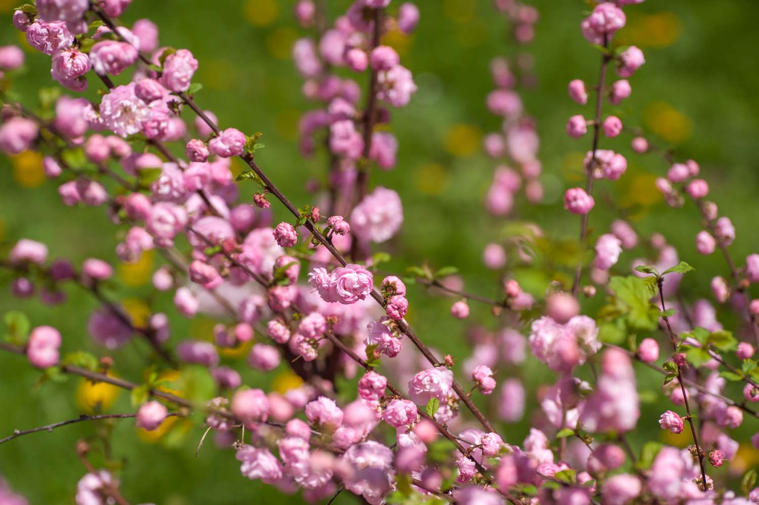 amandier à fleurs roses